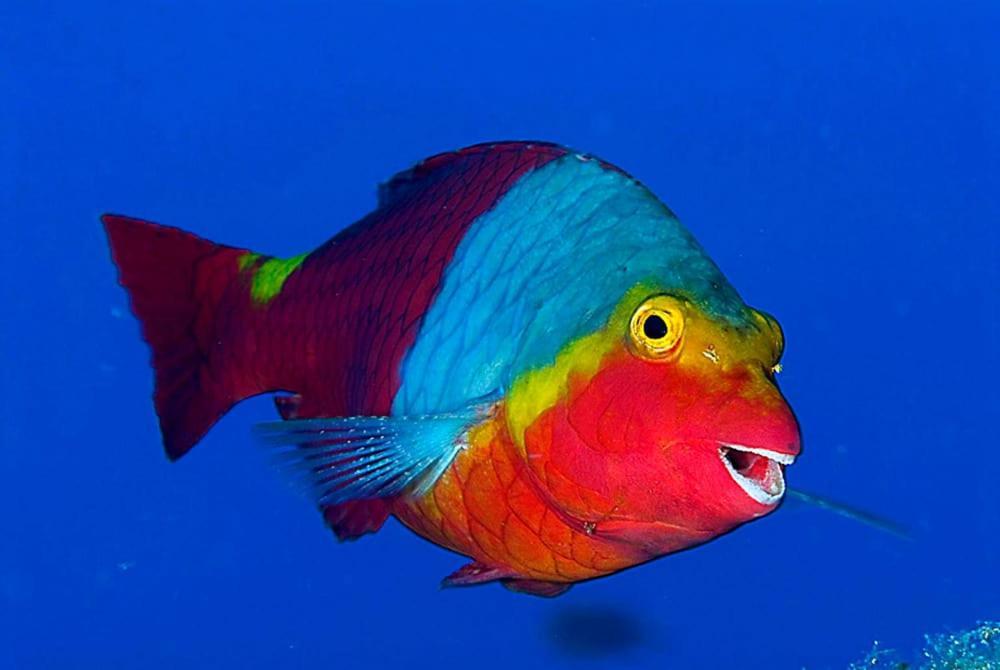 Acquario Dei Fralle Oristano Eksteriør billede